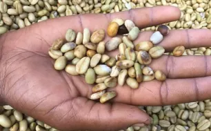 Que signifie le score du café que je consomme ? Que signifie le score du café que je consomme ?