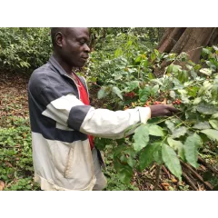 Cameroun Terra Noun Cameroun Terra Noun
