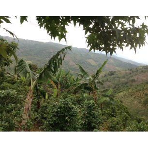 Café "lavé" République Dominicaine Barahona