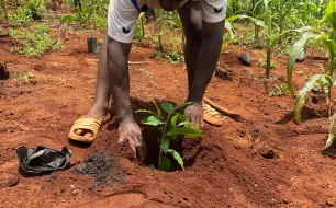 Zoom sur le "Cameroun Terra Noun" Zoom sur le "Cameroun Terra Noun"