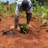 Zoom sur le "Cameroun Terra Noun"