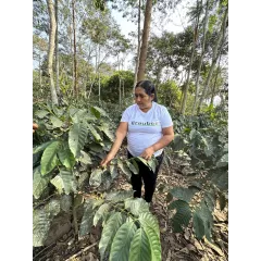 Café "Lavé' Pérou Fleur de Montagne