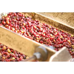 Blend "24" 100% Arabica