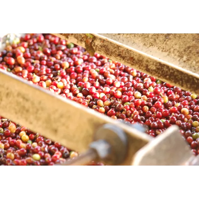 Blend "24" 100% Arabica