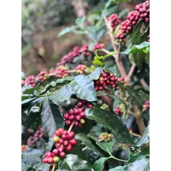 Blend "Diwali" Arabica/Robusta