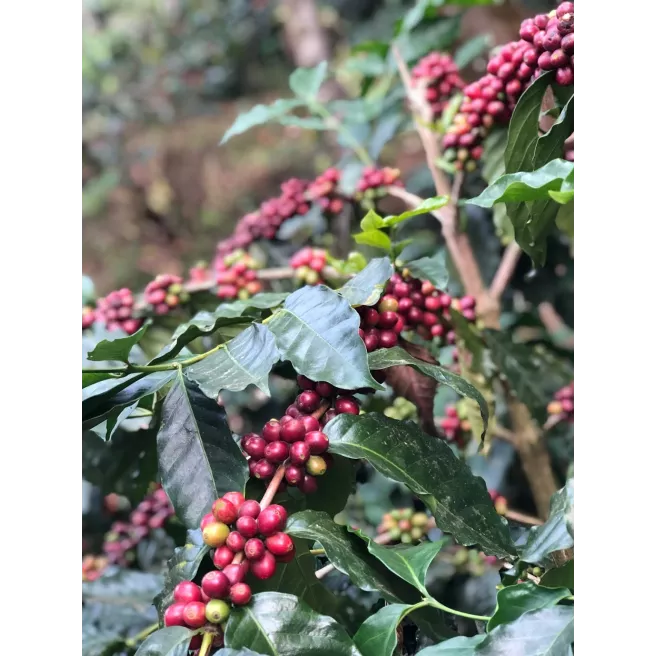 Blend "Diwali" Arabica/Robusta