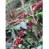 Blend "Diwali" Arabica/Robusta