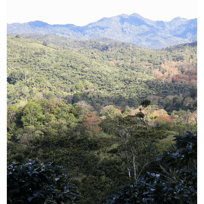 Café "lavé" Venezuela" Trujillo 100% Arabica