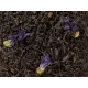 Thé noir "Blue Earl Grey" 100gr